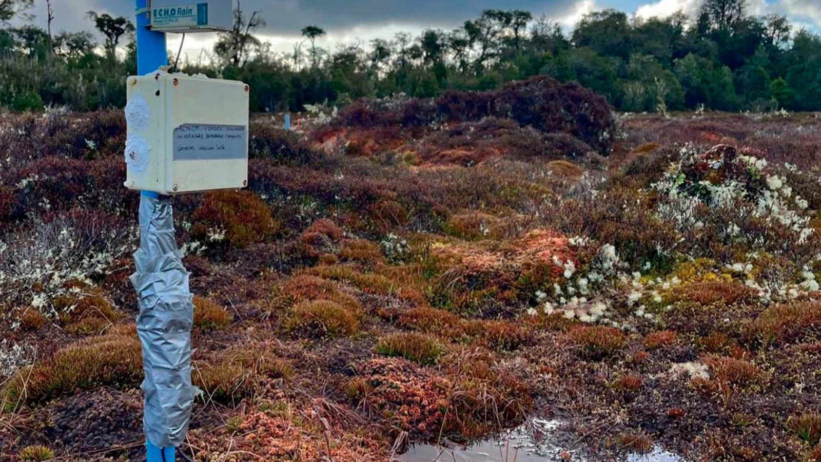 Turberas de Chile, ecosistemas clave en la lucha contra el cambio climático.