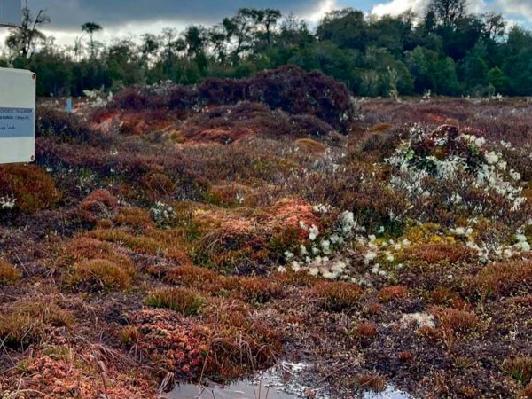 Turberas de Chile, ecosistemas clave en la lucha contra el cambio climático.