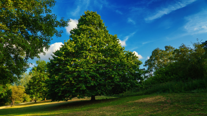 Un bosque verde con el cielo azul.