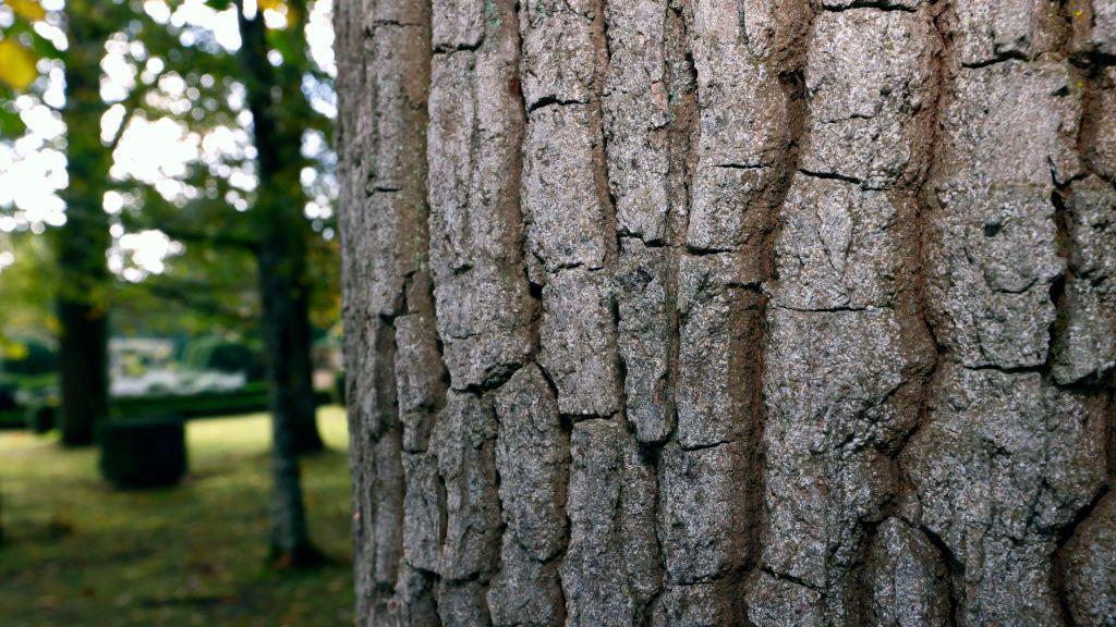 La madera de un árbol vista de cerca.