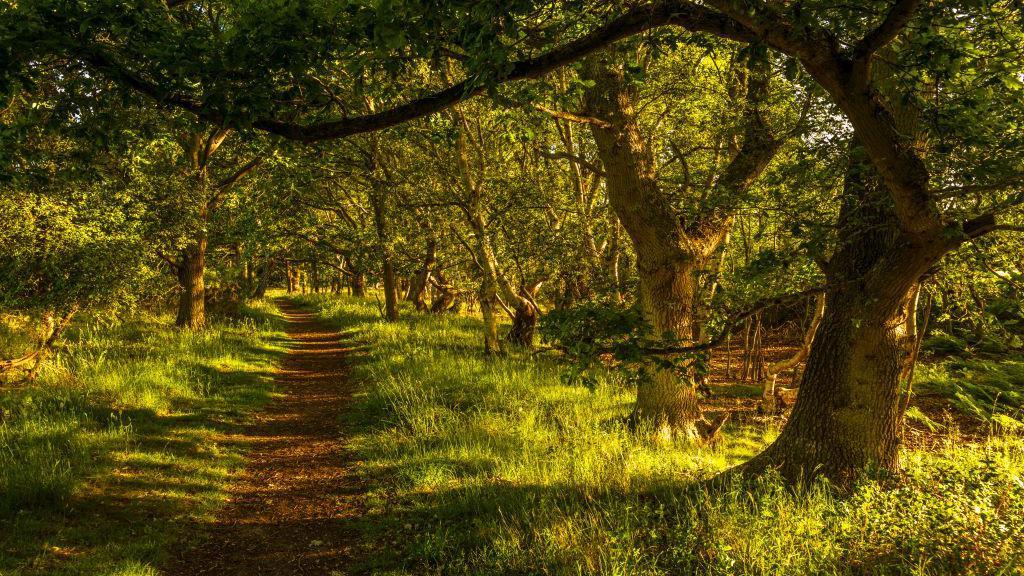 Camino entre los árboles al atardecer.