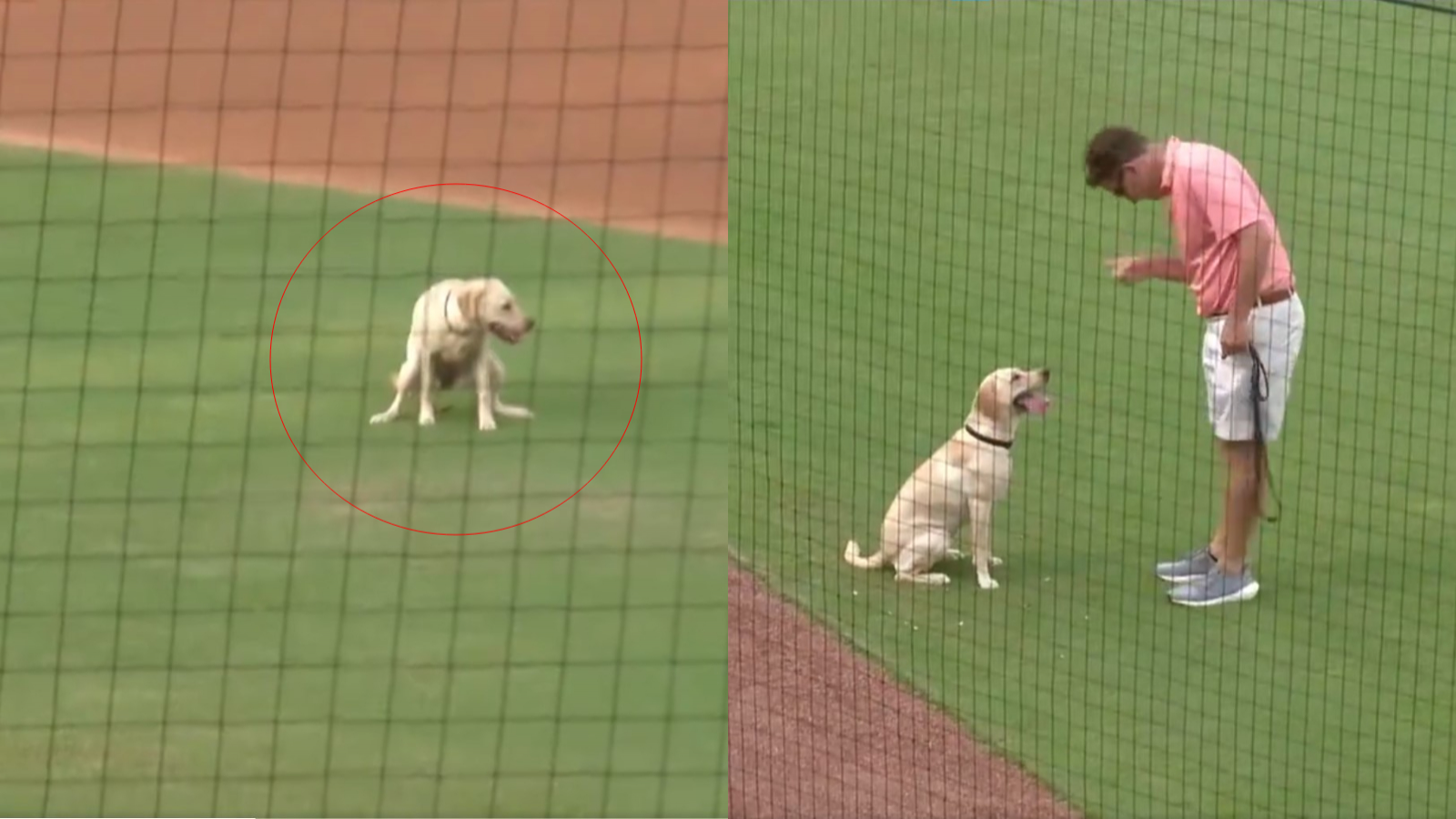 Lucy May, la perra bate de los Clearwater Thrashers, antes y después de defecar en su cancha