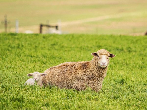 Investigadores chilenos trabajando en la transformación de lana de oveja en biofertilizante en Pichidegua.