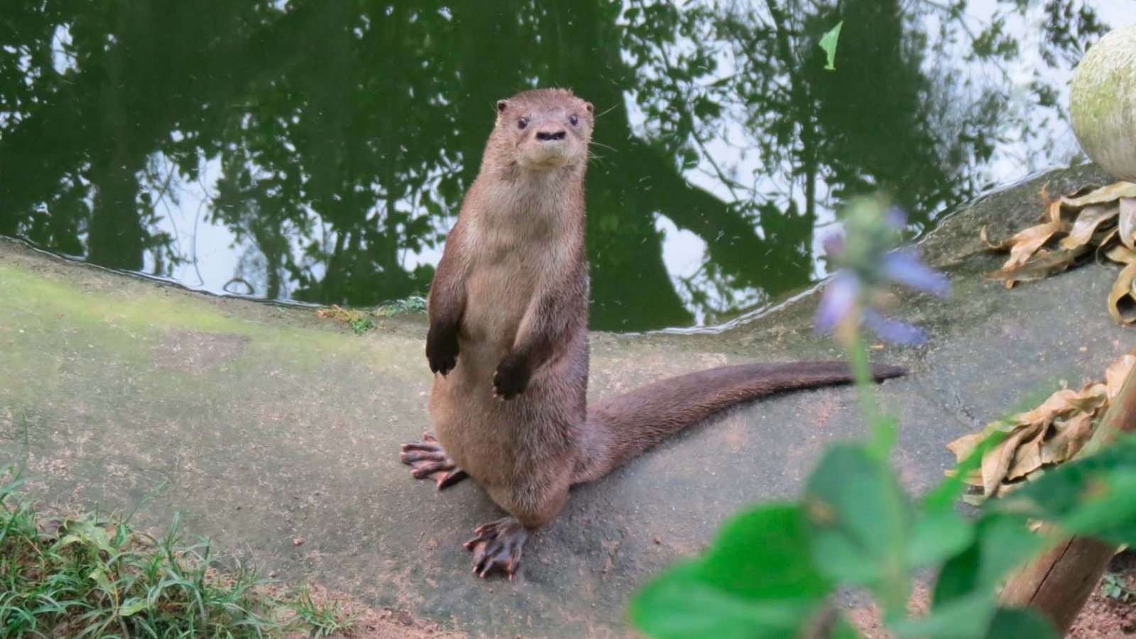 Nutria Lontra annectens en su hábitat natural, destacando la biodiversidad de América Latina.