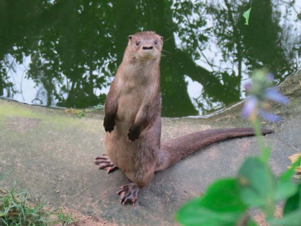 Nutria Lontra annectens en su hábitat natural, destacando la biodiversidad de América Latina.