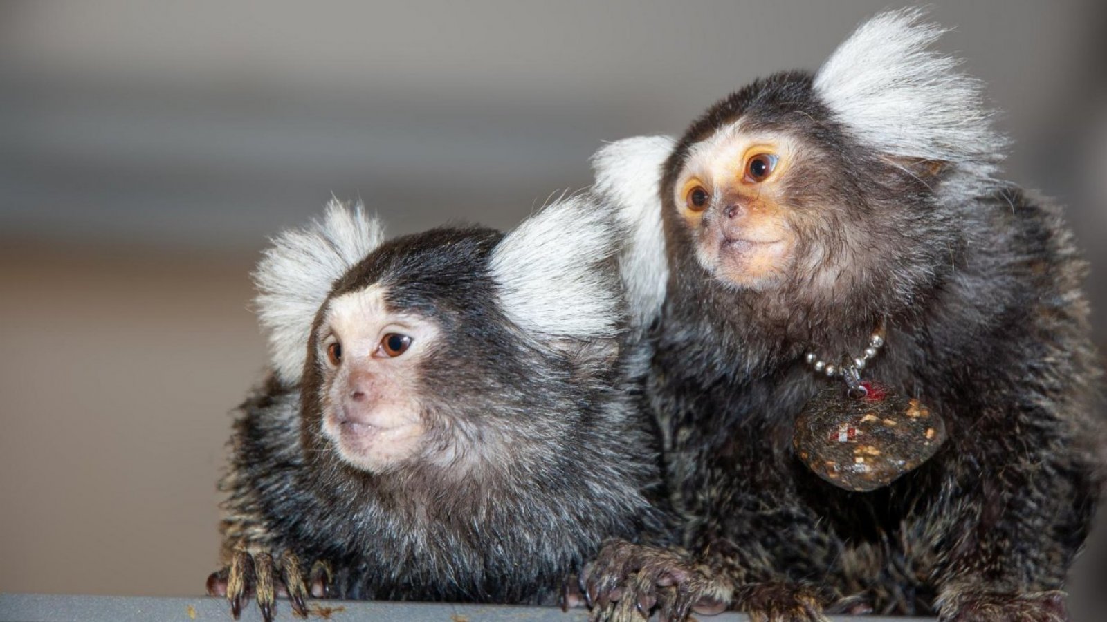 Un estudio de la Universidad Hebrea recogido en Science describe cómo los monos tití usan vocalizaciones específicas para identificarse entre ellos a modo de nombre.