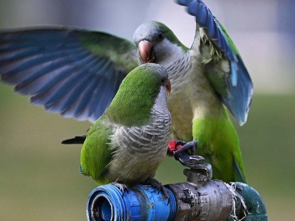 Cotorra argentina posada en un árbol en una plaza de Santiago.