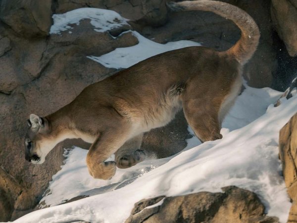 Mapa de distribución de felinos salvajes en Chile con imágenes de cada especie.