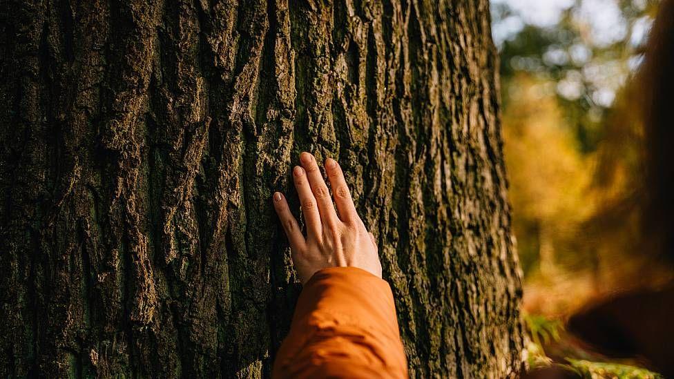 La mano de una mujer acariciando el gran tronco de un árbol