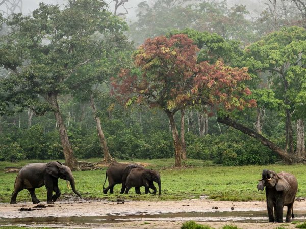 Cámaras camufladas para seguimiento de elefantes.