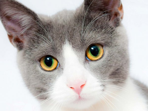 Foto de un gato mirando directamente.