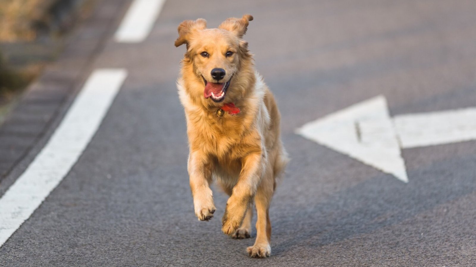 Perro extraviado. Mascota perdida.