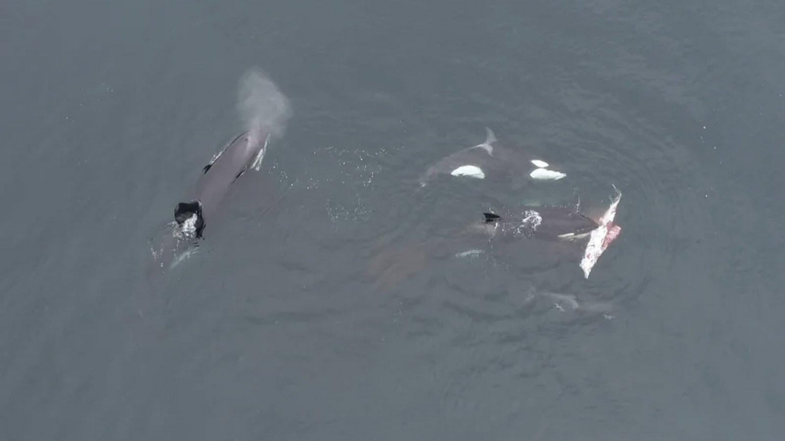 Orcas devorando delfines en Chile