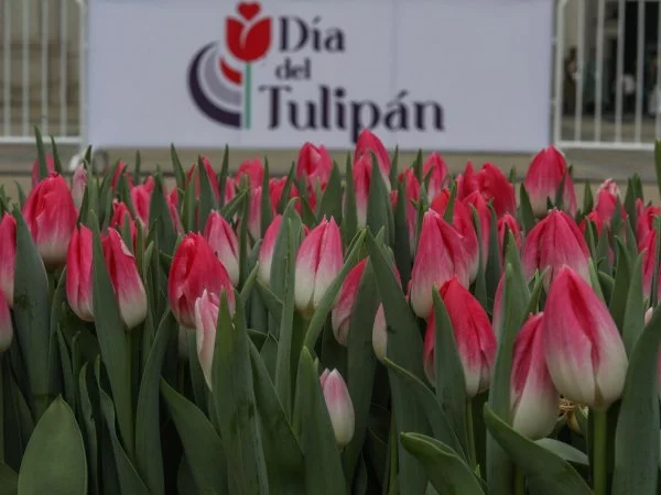 Día del Tulipán