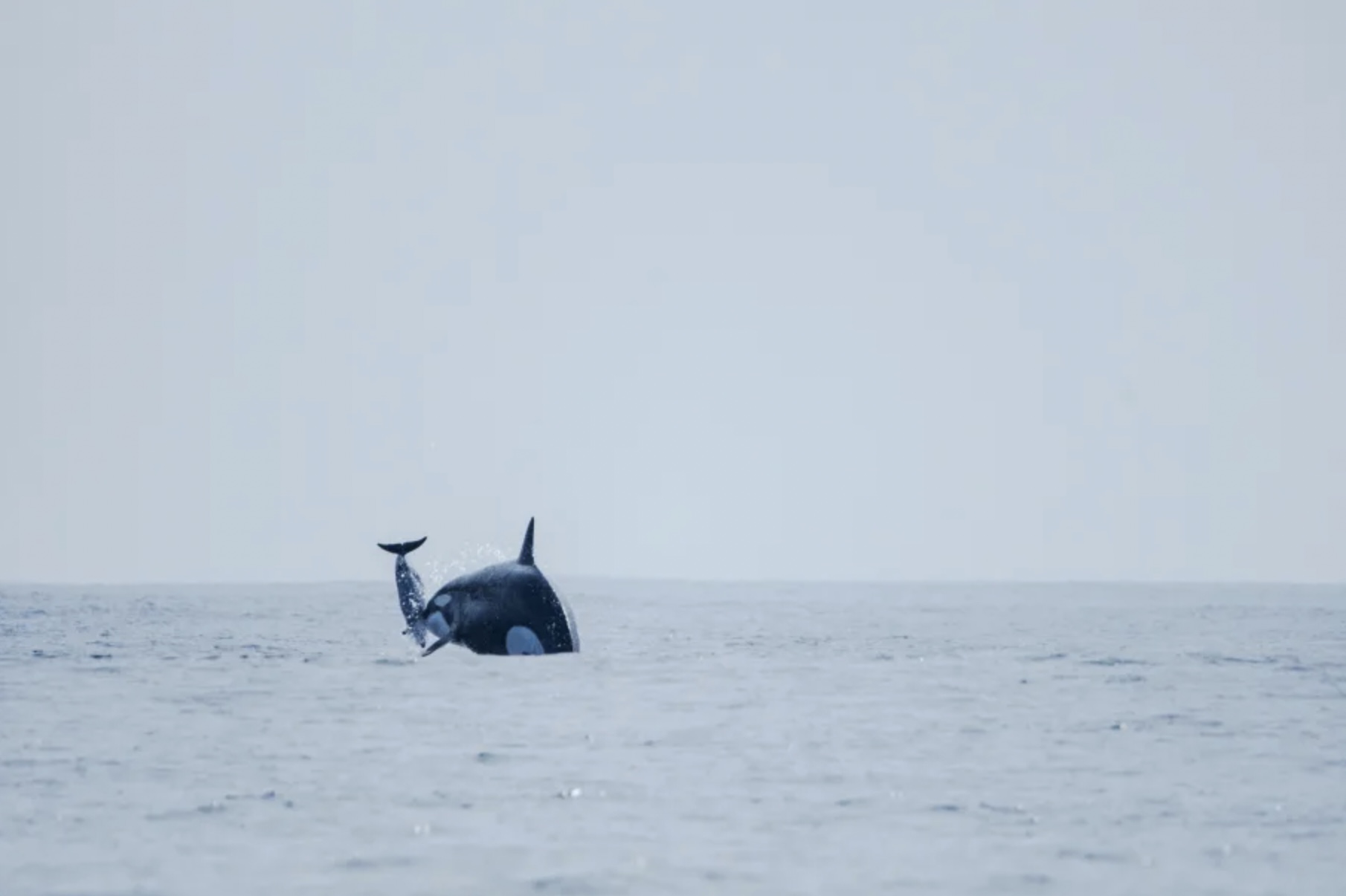 Orca en el mar