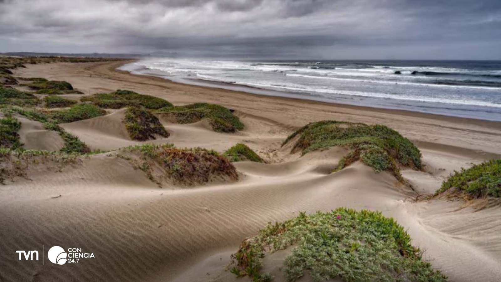 Dunas de Ritoque, Valparaíso, Chile, 2024.