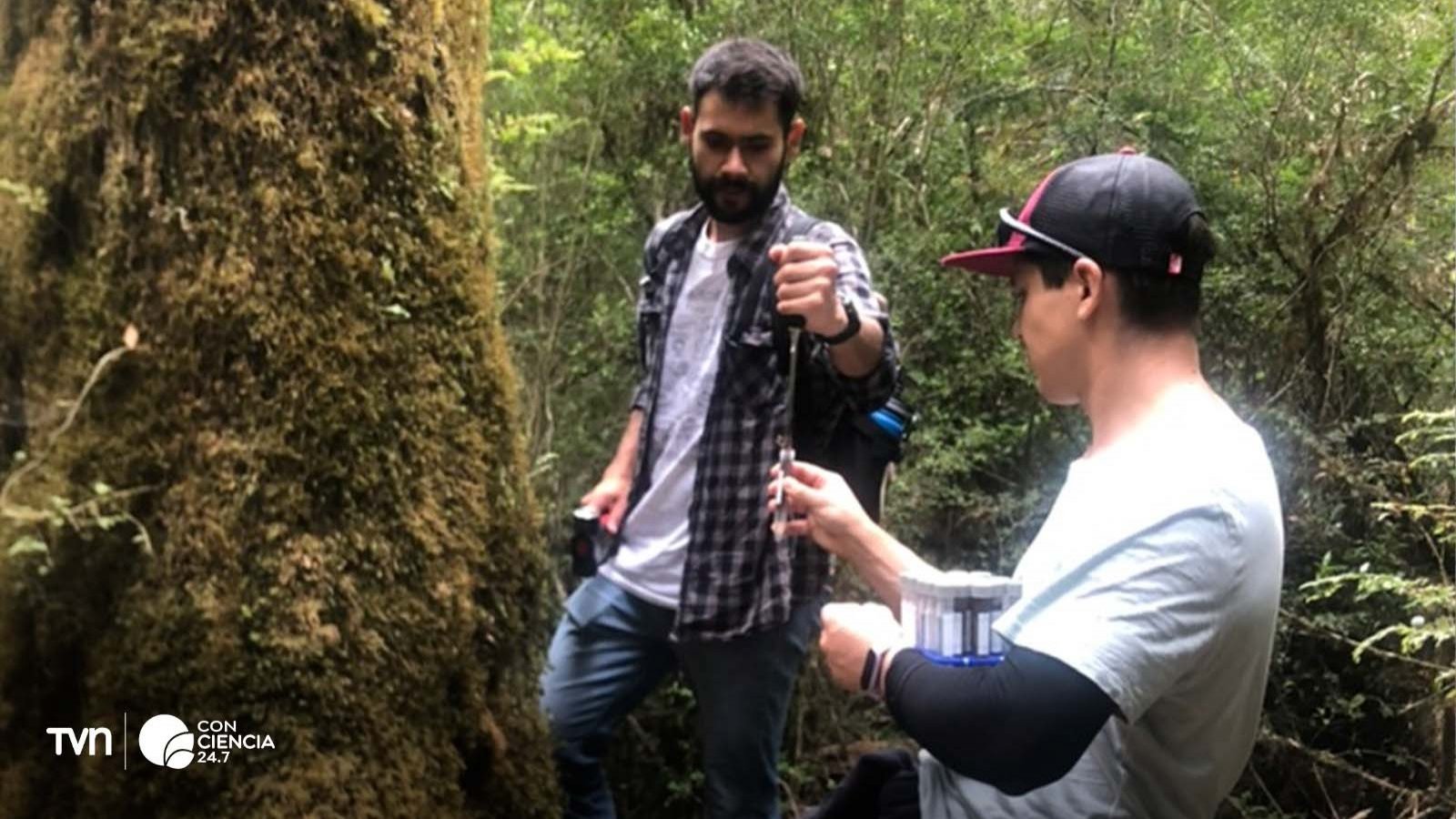 Investigadores de iBio en el bosque de Nothofagus en Chiloé, Chile, descubriendo nuevas levaduras.