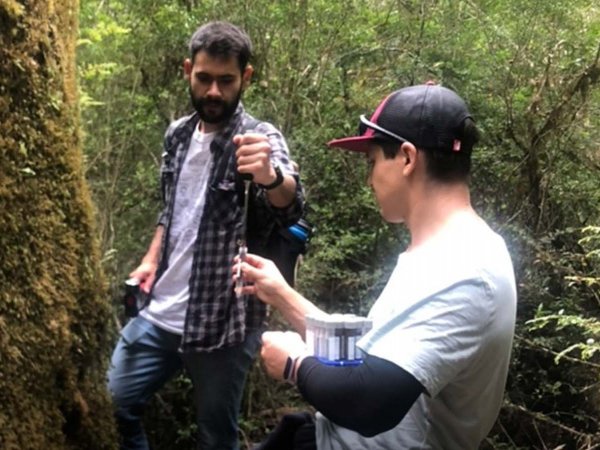 Investigadores de iBio en el bosque de Nothofagus en Chiloé, Chile, descubriendo nuevas levaduras.