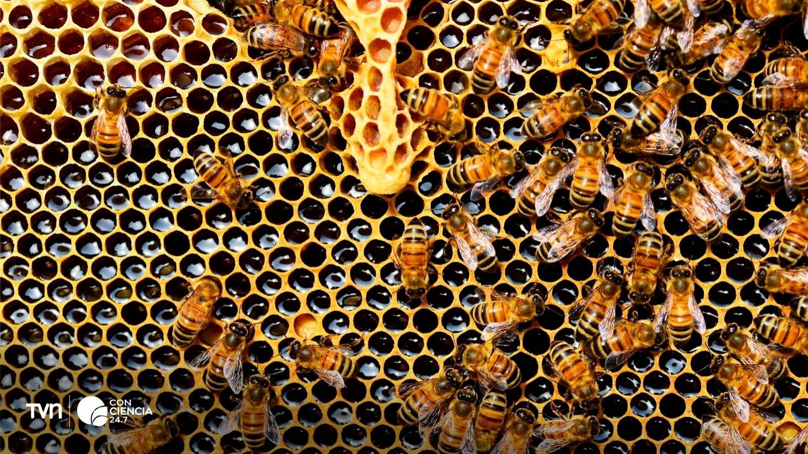 Investigadores analizan la población de abejas en América Latina.