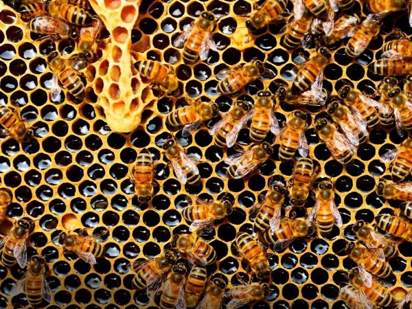 Investigadores analizan la población de abejas en América Latina.