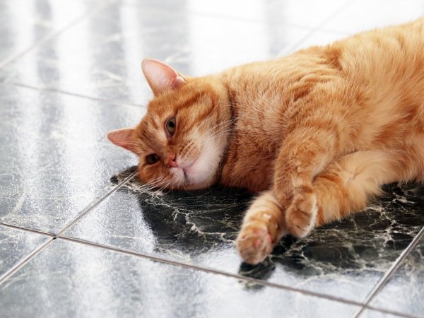 ¿Cómo eliminar el olor a orina de gato?