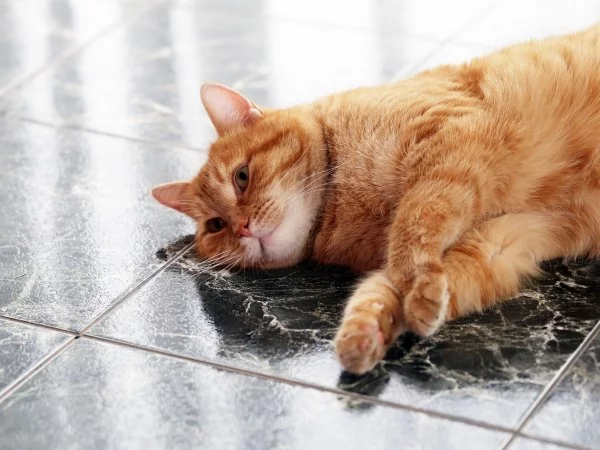 ¿Cómo eliminar el olor a orina de gato?