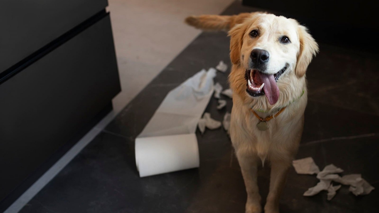 Cómo eliminar el olor a orina de perro. Perro.