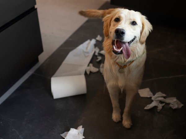 Cómo eliminar el olor a orina de perro. Perro.