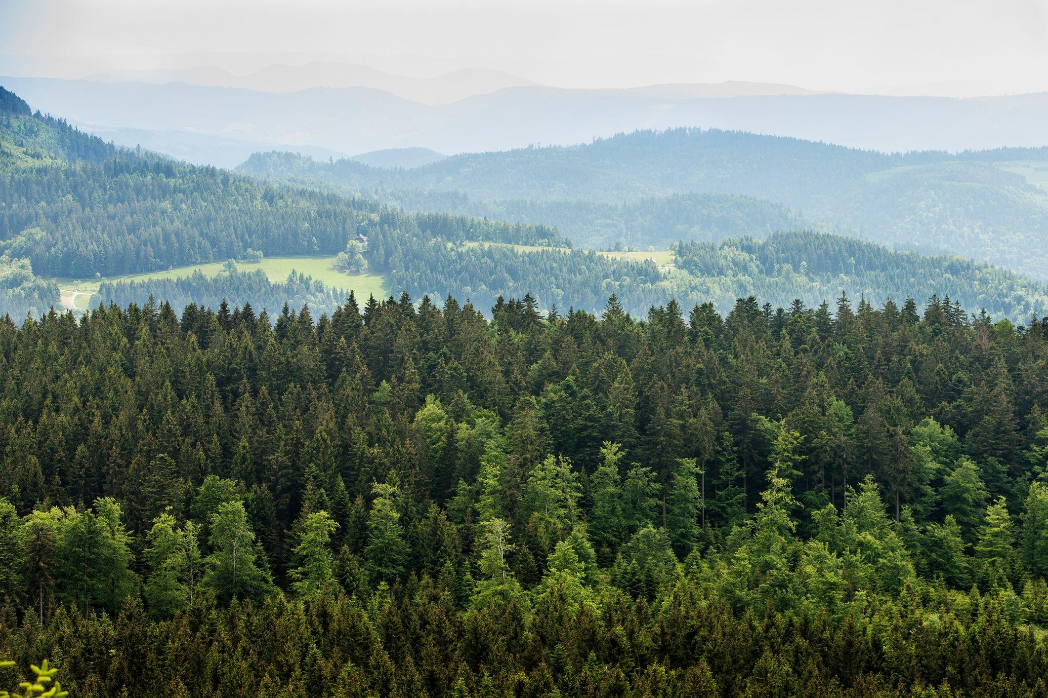 El bosque negro, en Alemania