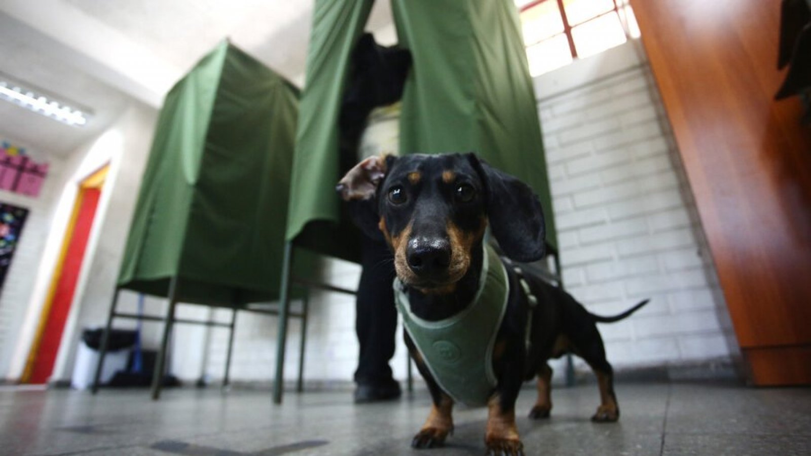 Mascotas en local de votación.