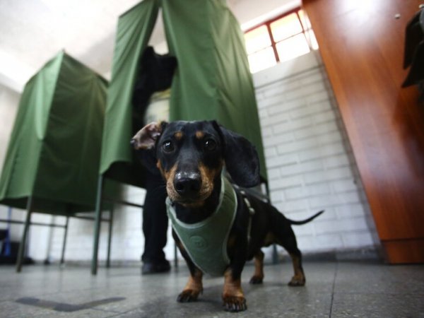 Mascotas en local de votación.