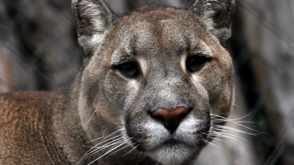 Puma.