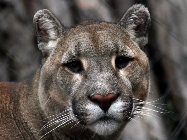 Puma.