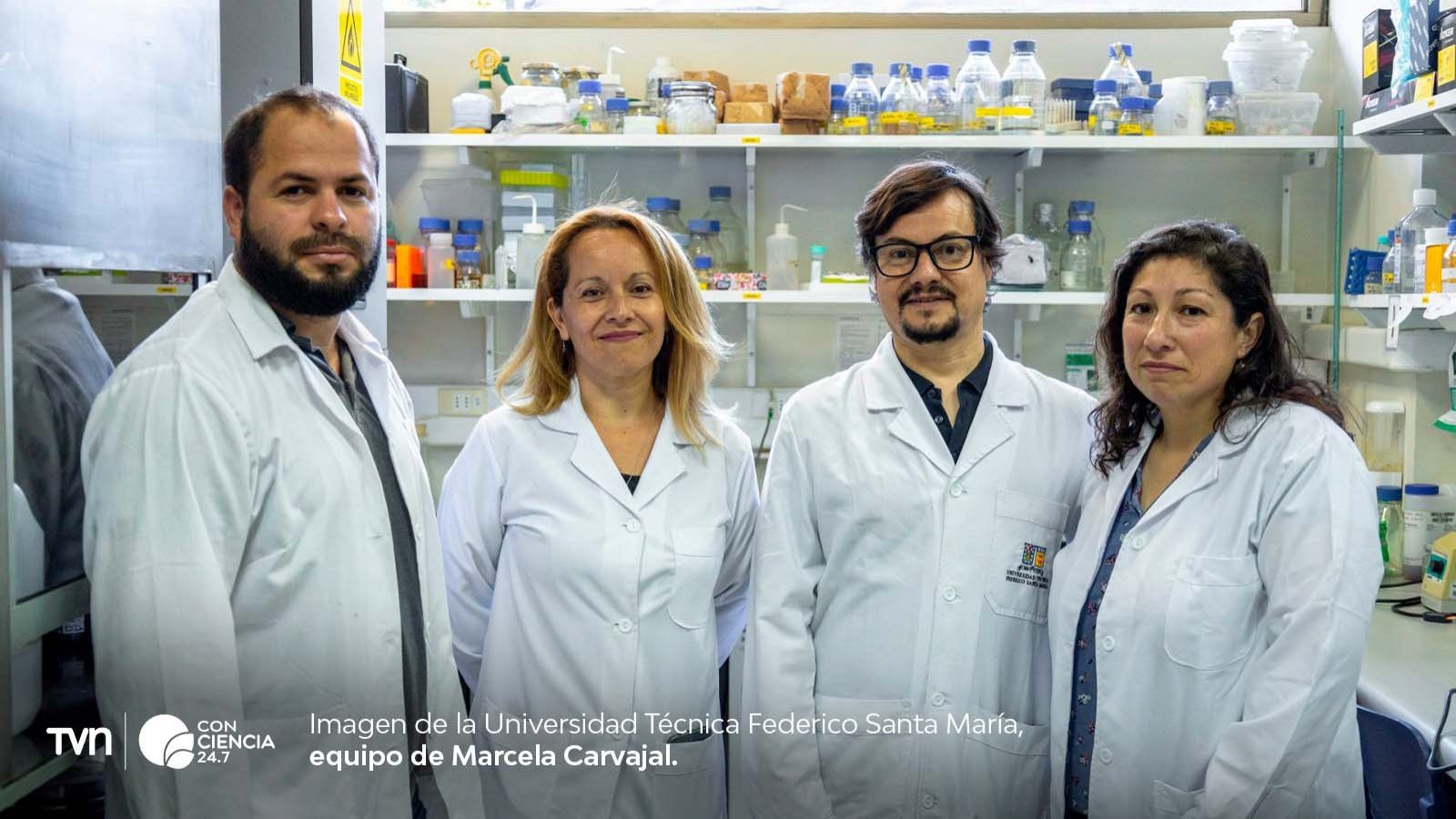 Investigadora de la USM desarrolla bioproducto para degradar residuos textiles y generar compost.