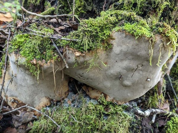Hongo Fomitiporia chilensis en estudio por su potencial terapéutico contra el cáncer y estrés oxidativo.
