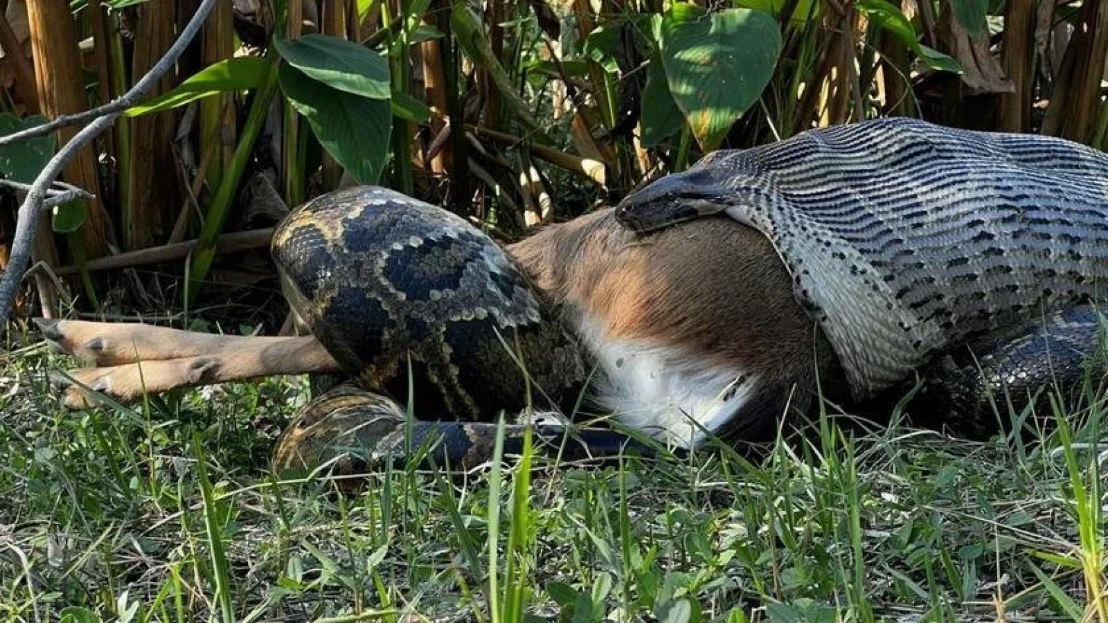 Serpiente y ciervo