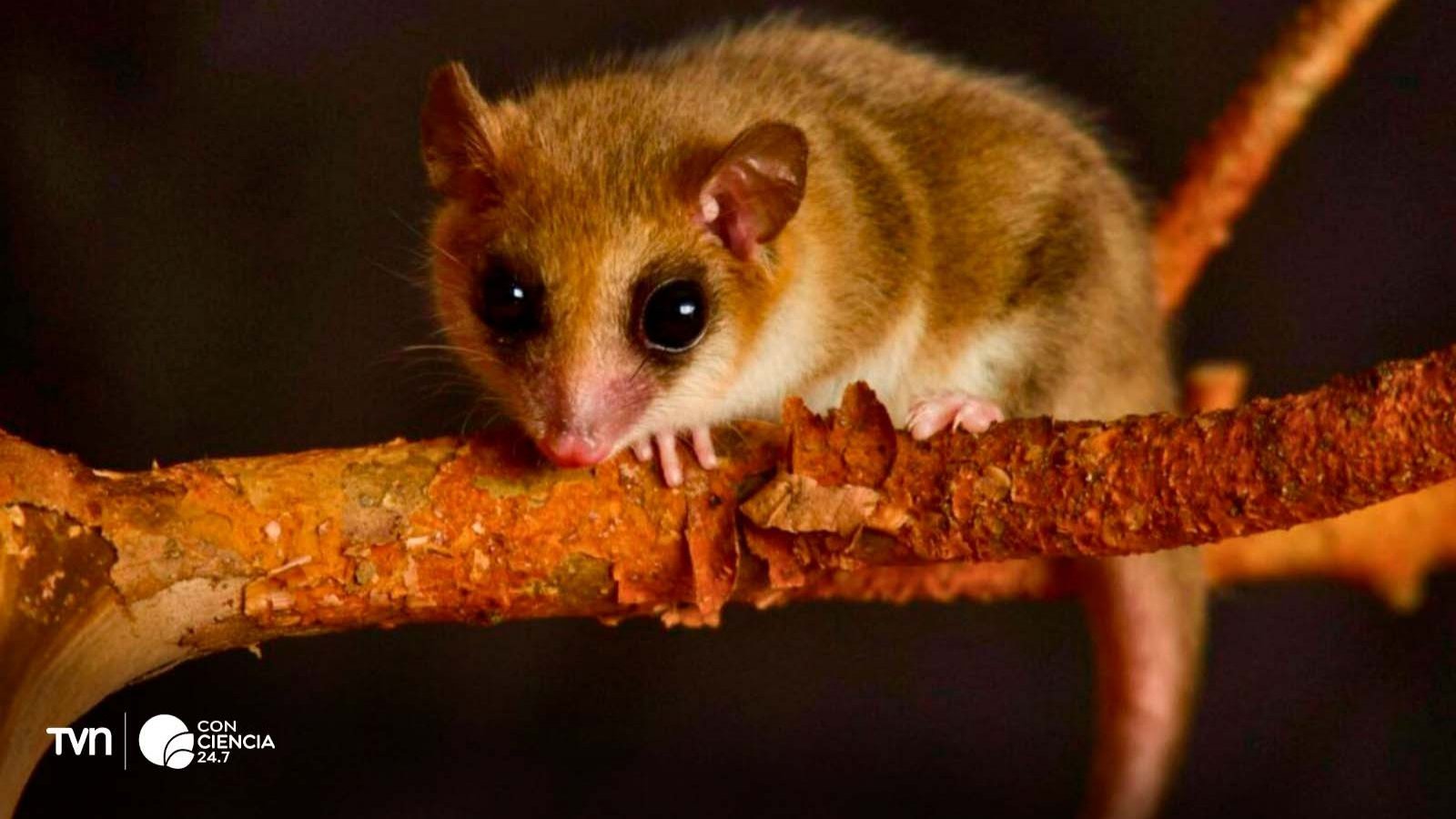 Monito del monte liberado en el Cerro Ñielol, contribuyendo a la biodiversidad chilena.