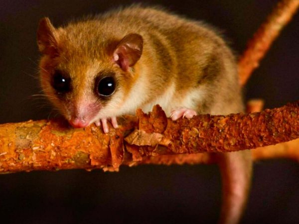 Monito del monte liberado en el Cerro Ñielol, contribuyendo a la biodiversidad chilena.