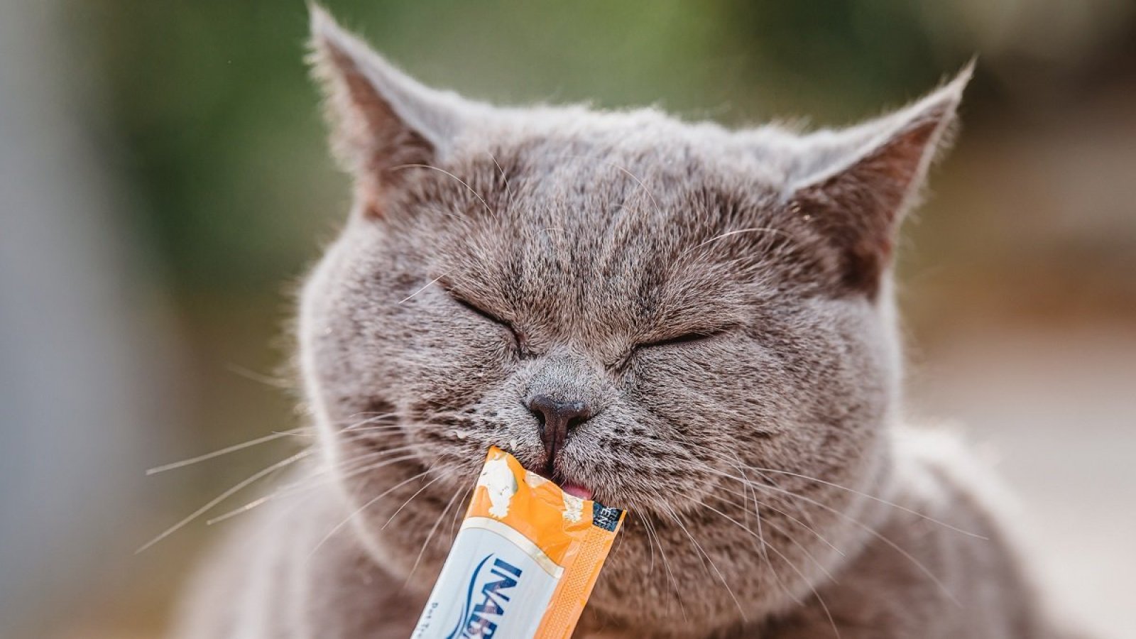 Por que el Churu es el snack de mascotas más buscado en Chile