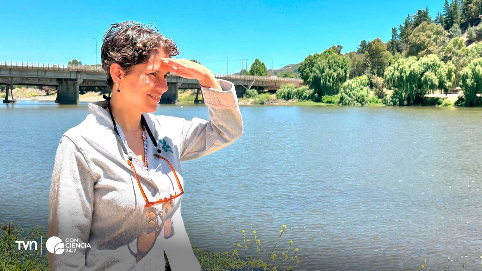 Humedal Cajón del Río Claro y Estero Piduco en Talca, un ecosistema clave para la biodiversidad y la mitigación del cambio climático.