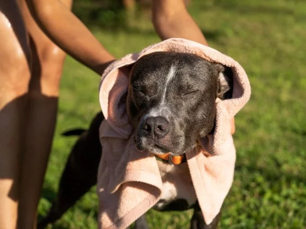 Perro en el sol. Golpe de calor en mascotas.