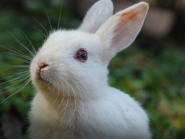 Celebración por la entrada en vigor de la Ley 21.646 que prohíbe pruebas cosméticas en animales en Chile.