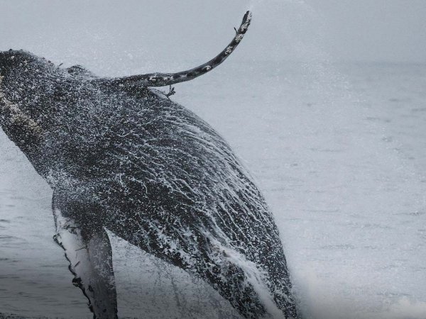 Ballena jorobada en las costas de Chile, una de las especies más afectadas por colisiones con embarcaciones.