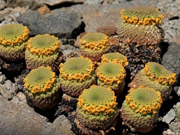 Viola imbricata, nueva especie descubierta en la cordillera de Chile, con su distintiva forma y color.