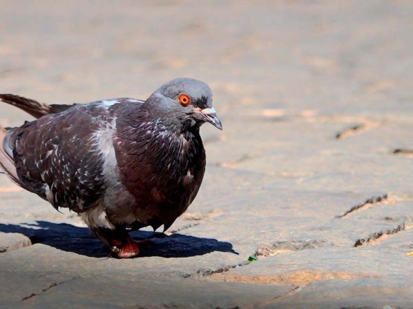 Investigadores de la U. de Chile descubren cómo la urbanización y la contaminación han cambiado el color, tamaño y comportamiento de las palomas en Santiago.
