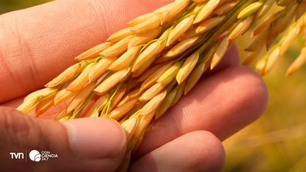 Cultivo de Jaspe en Chile, una nueva variedad de arroz que ahorra agua y se adapta al cambio climático.