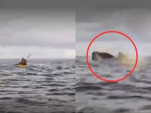 joven-arrastrado-ballena-magallanes-packrafting