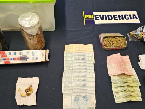 detectives-incautan-hongos-alucinogenos-pitrufquen