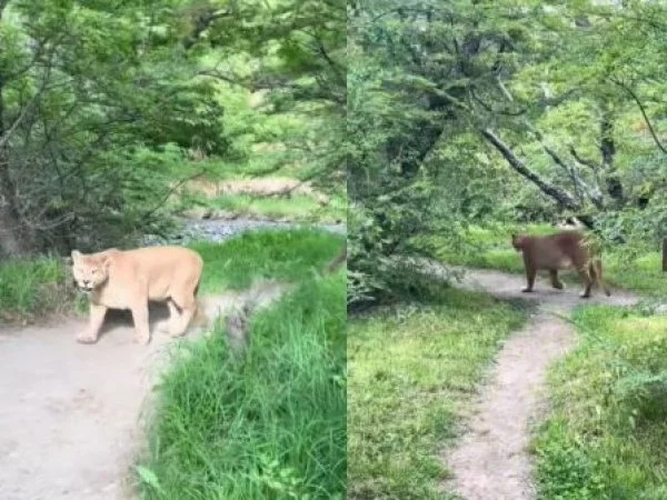 turista-puma-torres-del-paine