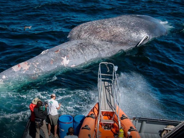 Ballena jorobada nadando en aguas chilenas, en riesgo por el tráfico marítimo.
